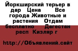 Йоркширский терьер в дар › Цена ­ 1 - Все города Животные и растения » Отдам бесплатно   . Дагестан респ.,Кизляр г.